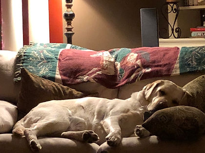 lab puppies for sale in Georgia