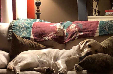 lab puppies for sale in Georgia