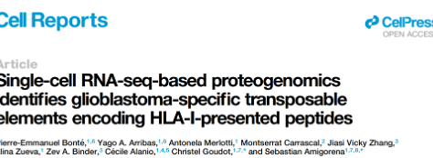 CELL REPORTS - Single-cell RNA-seq-based proteogenomics identifies glioblastoma-specific transposable elements enconding HLA-I-presented peptides