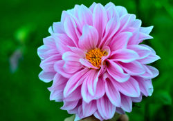 FLOR MULTIPETALO ROSA