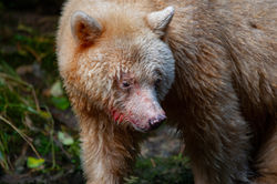 Great Bear Rainforest