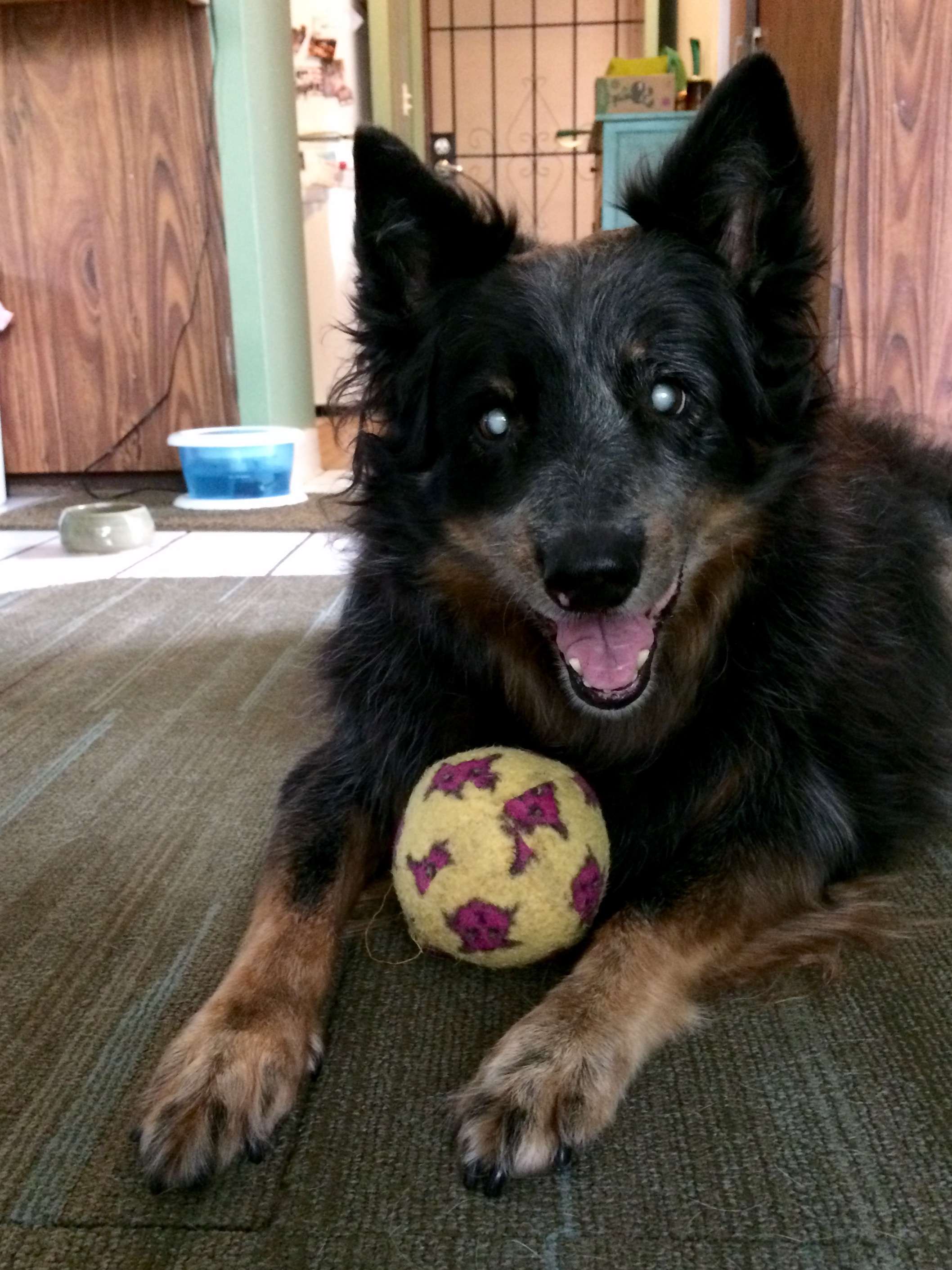 Waikiki Wags Dog Walking Pet Sitting In Honolulu The Pets Speak
