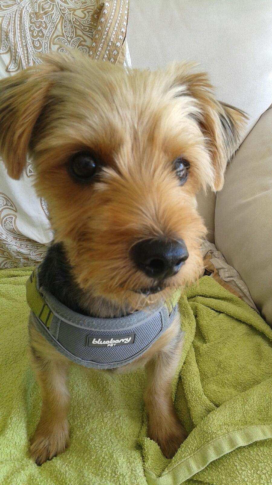 dog sleepover near me