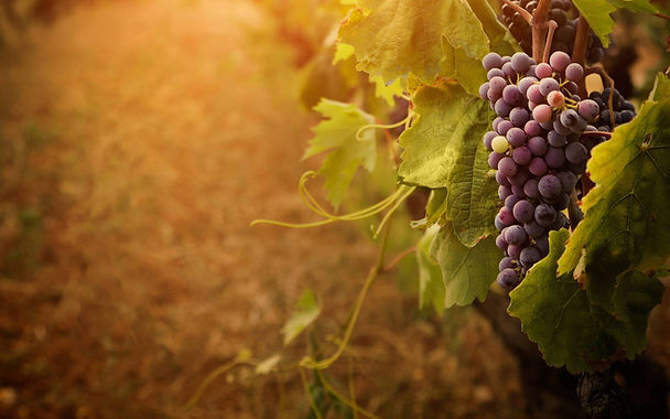 fruitful grape wallpaper 2.jpg