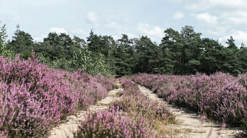 Ein sandiger Weg führt durch blühende, violette Heidekrautfelder, umgeben von dichten, grünen Bäumen unter bewölktem Himmel.