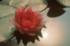 flower pic.jpeg
