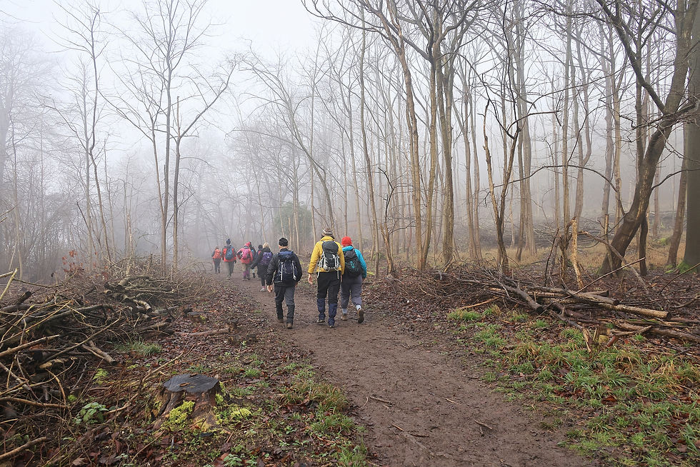 Woods west of Aldbury