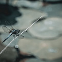 Blue Dragon Fly_edited.jpg