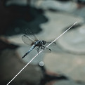Blue Dragon Fly_edited.jpg