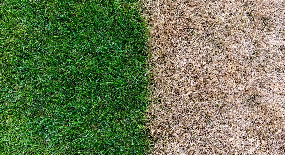 Drought Defense Treatment