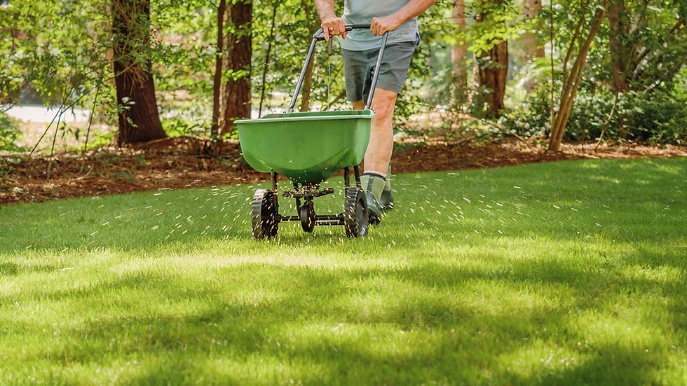 Lawn Overseeding