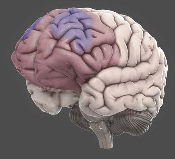 The Prefrontal Cortex