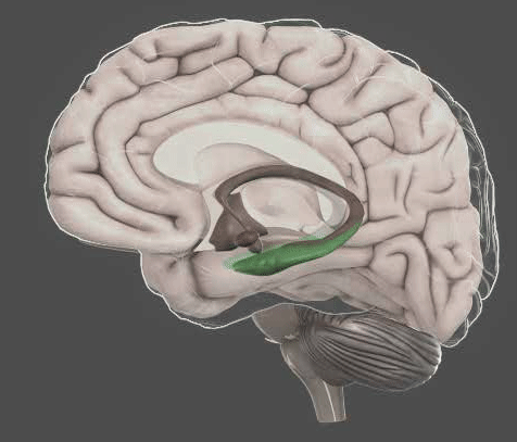 The Hippocampus
