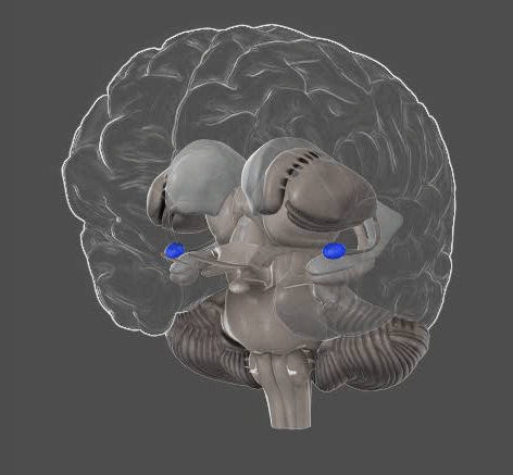 The Amygdala