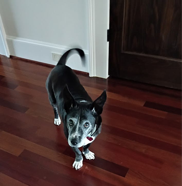 Small dog on wood floor during dog drop ins visit