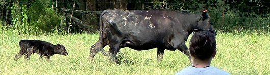 Baby calf_edited_edited.jpg