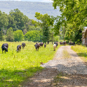 cattle.jpeg