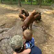 jacob with pigs in hog lot.jpeg