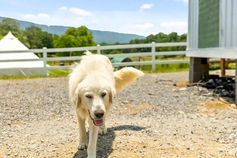 dog at tiny home.jpeg