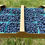 Thumbnail: Blueberries