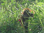 Curious Orang youth.JPG