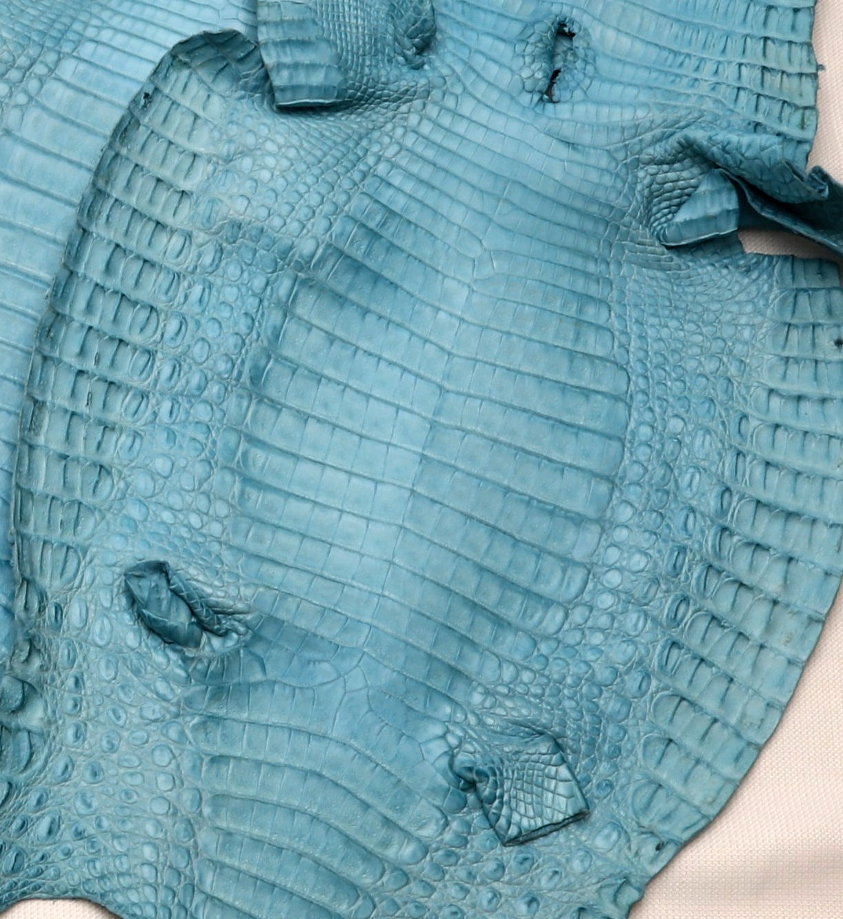 Caiman Skin Leather Aqua Blue Color