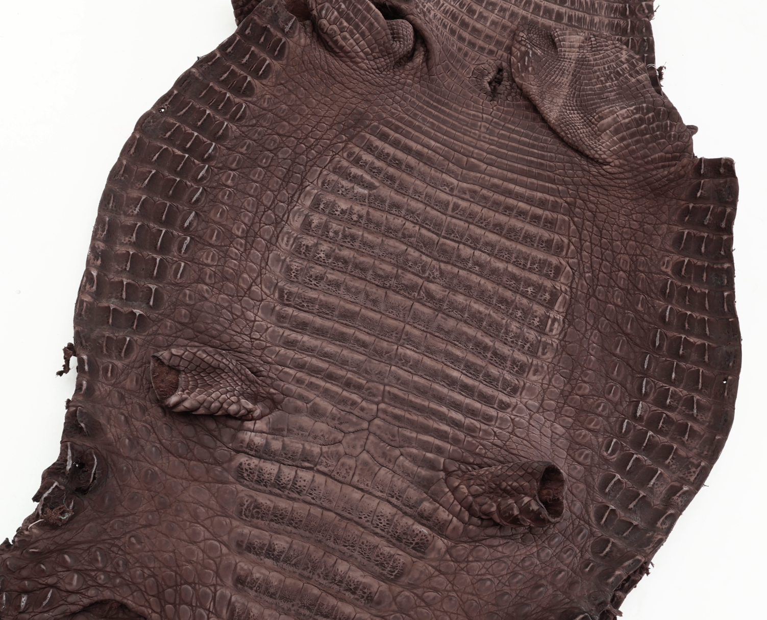 Caiman Skin Leather Brown, Buffed (100% Genuine skin)