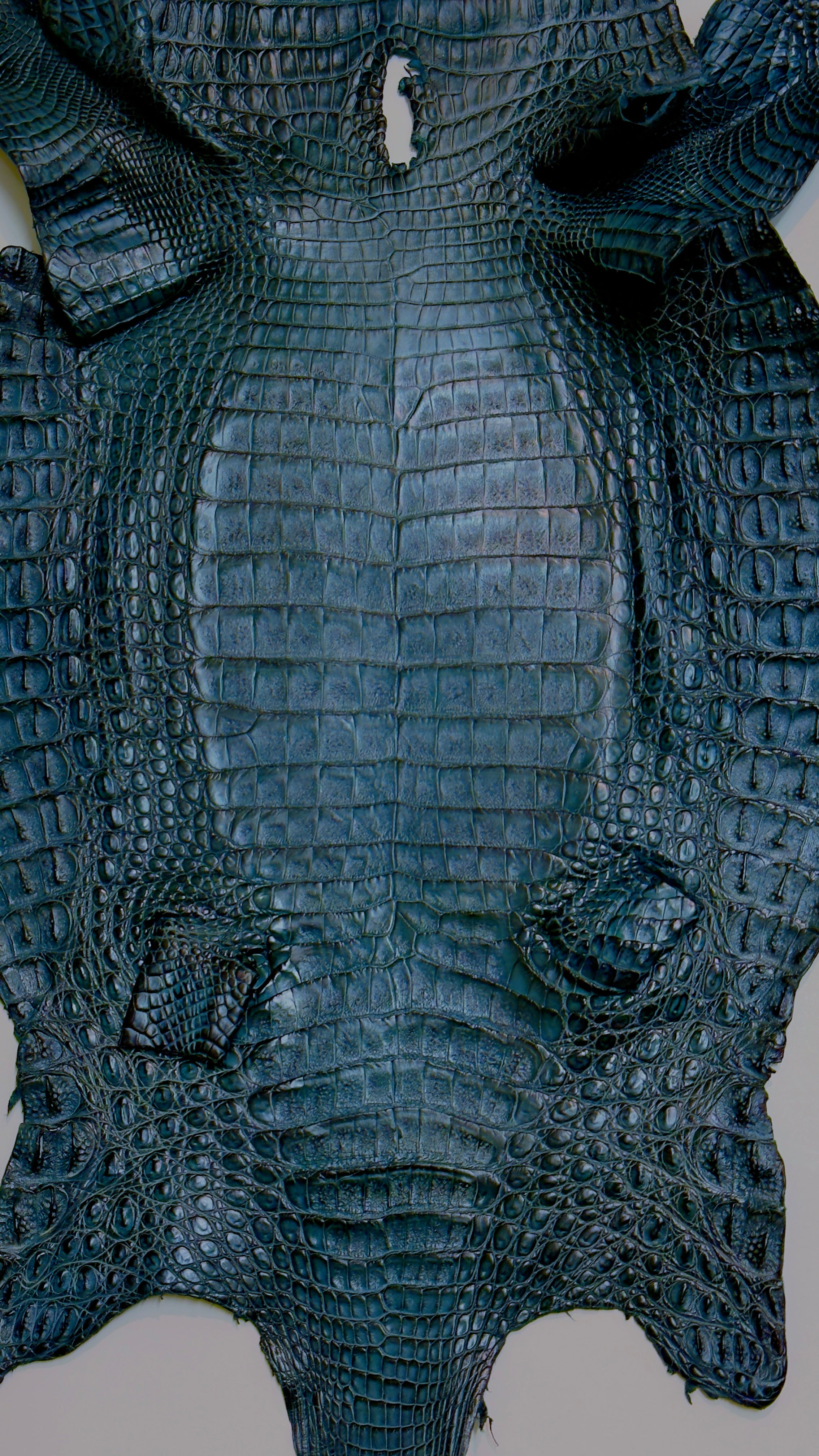 Caiman Skin Leather Blue Jean Color (100% Genuine skin)