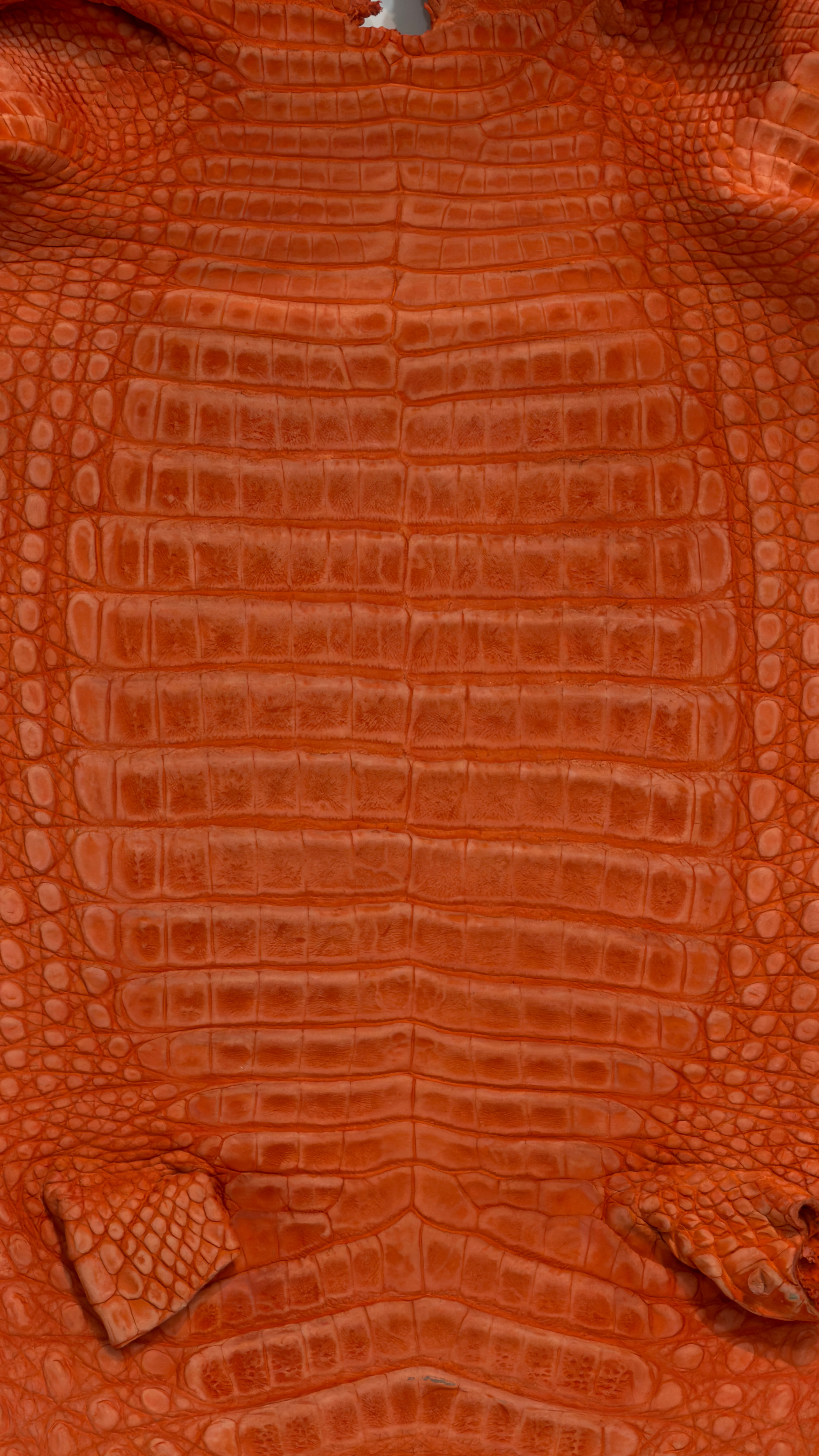 Caiman Skin Leather Tangerine Buffed color