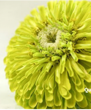 Thumbnail: Ostrich skin Leather Chartreuse Metallic Finished