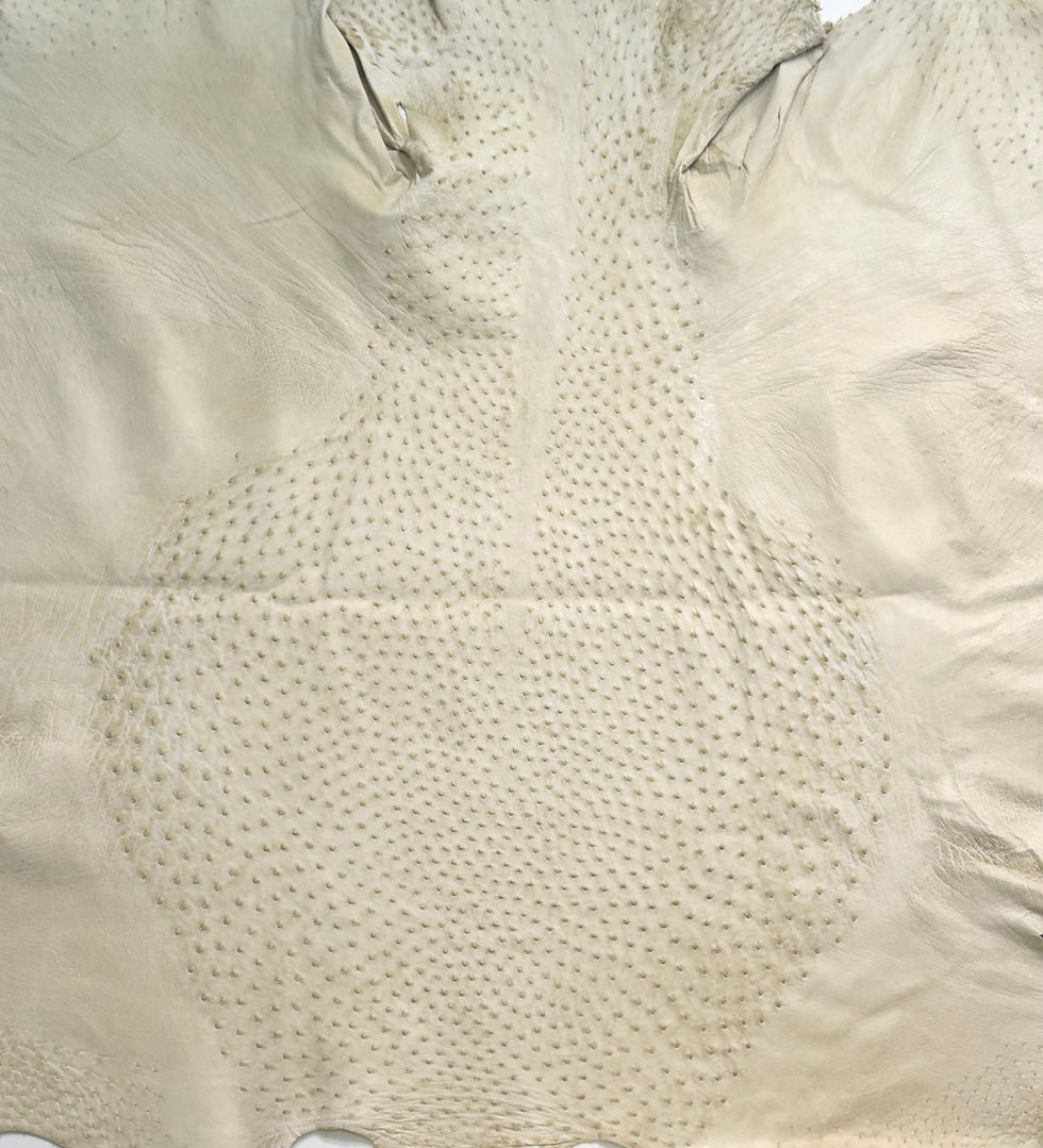 Thumbnail: Ostrich Leather Hide Ivory bruciato Color