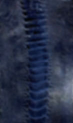 Thumbnail: Ostrich Legs Skin Leather in Navy Blue Color GL