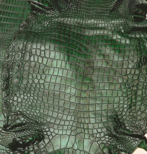 Crocodile Leather Forest Green color Vintage finish | exotic