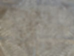 Thumbnail: Ostrich skin Leather Nicotine Rio Grande