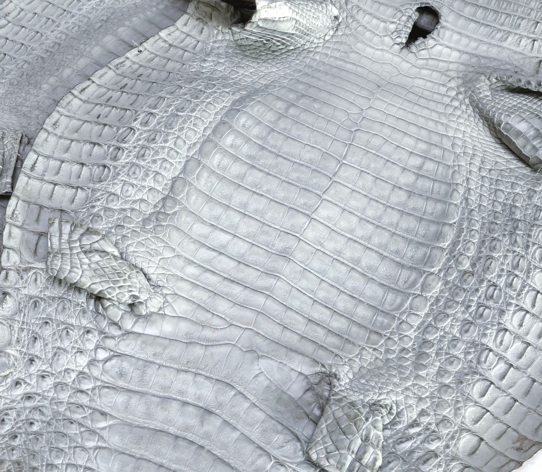 Caiman Skin Leather Light Gray Color (100% Genuine skin)