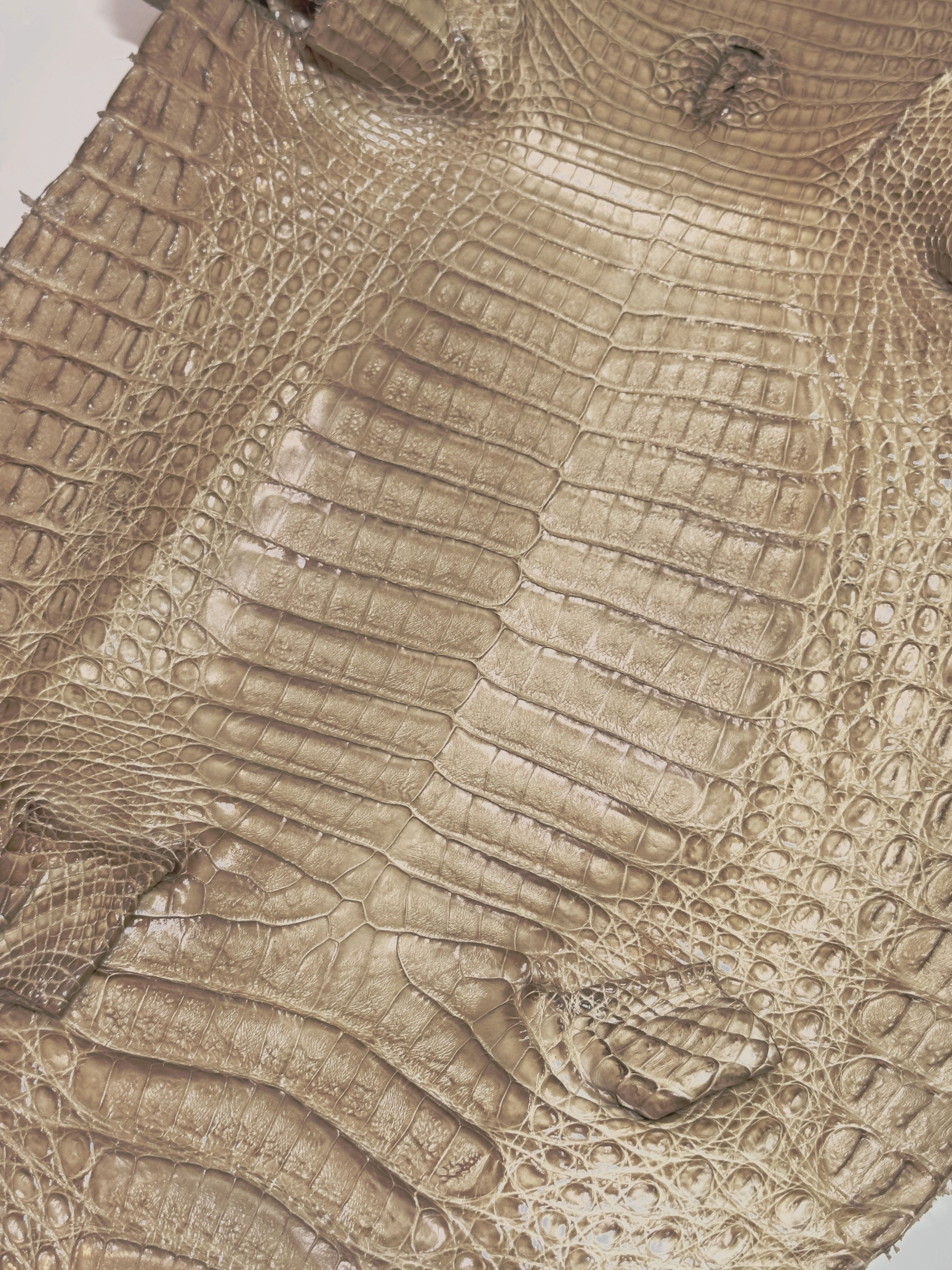 Caiman Skin Leather Arena Color