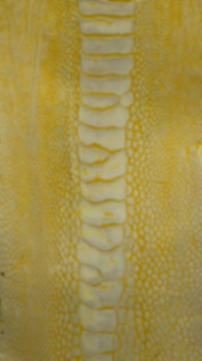 Ostrich Legs Skin Leather Yellow Sun Stone washed  