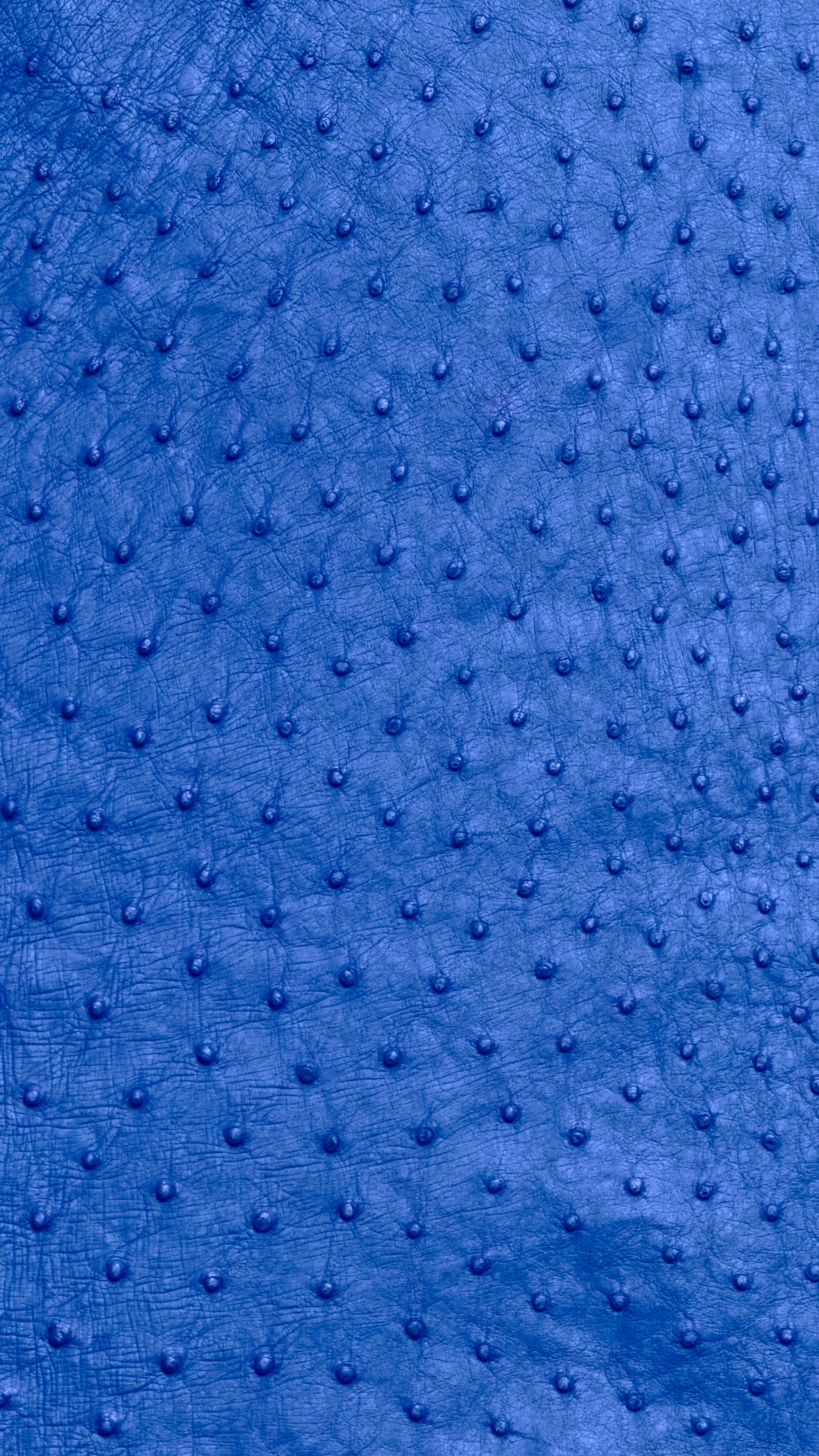 Ostrich skin Leather Deep Navy(cobalt blue)