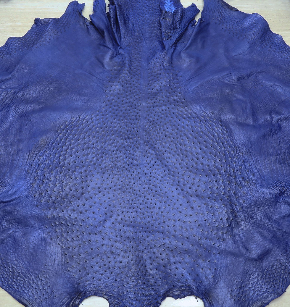Thumbnail: Ostrich skin Leather in Mod Blue C C Finish