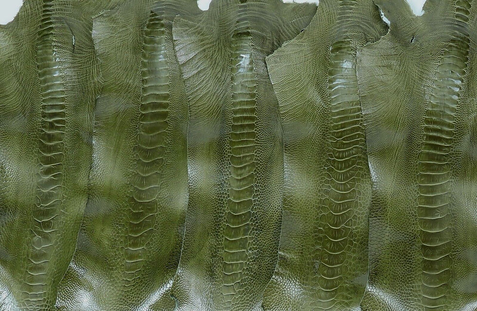 Ostrich Legs Skin Leather in Moss Green Color with Glaze Finish