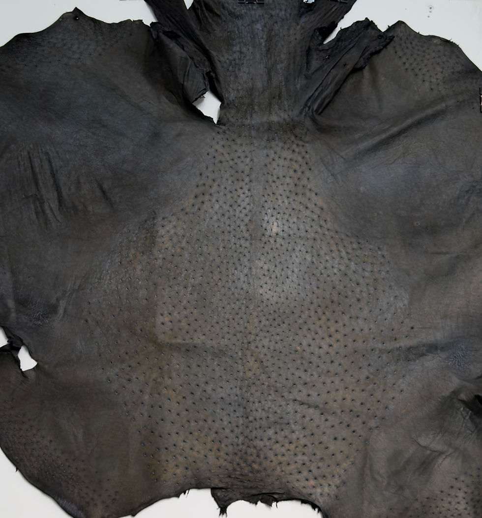 Miniatura: Ostrich Leather skin charcoal and Bronze Color WO