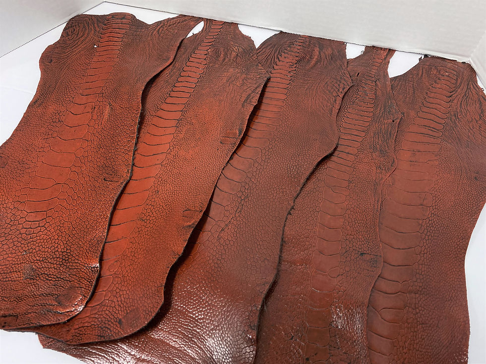 Thumbnail: 5 Ostrich Legs Skin Leather Almond Vintage GL Grade B in one bundle
