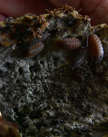 Scaber Lava