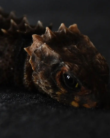 Tribolonotus Gracilis