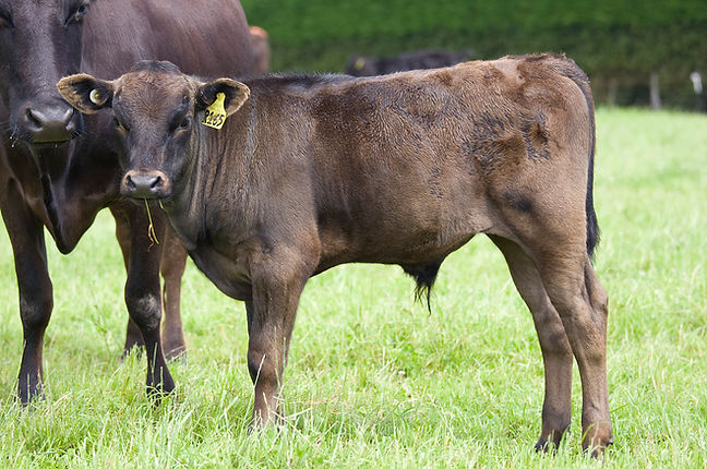R165 bull calf out of M163.jpg