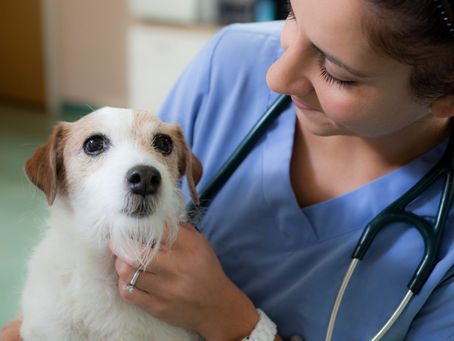 3 Reasons Great Vet Techs Quit (and How You Can Keep Yours)