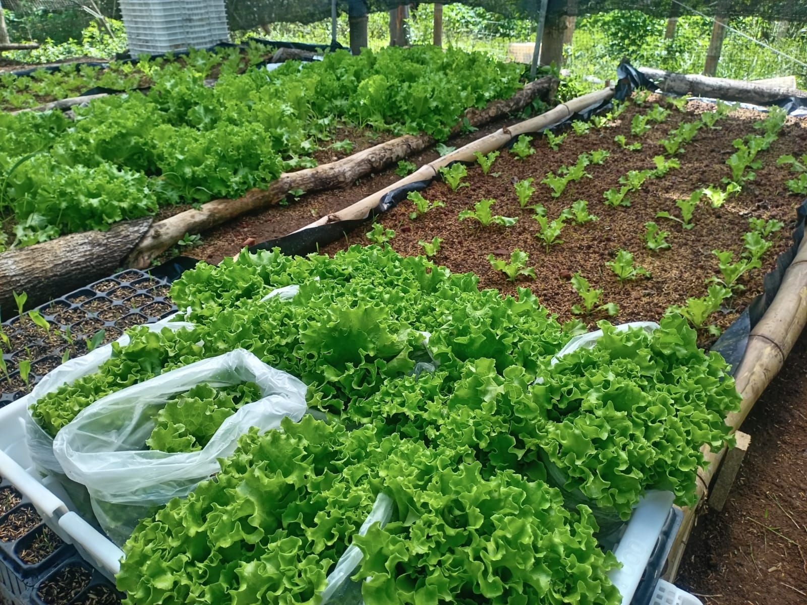 Lechuga Orgánica