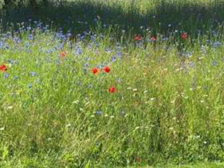 Søg blomsterfrø til din blomstereng