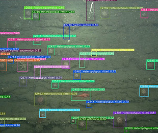 An example of machine learning analysis underwater visual data. 