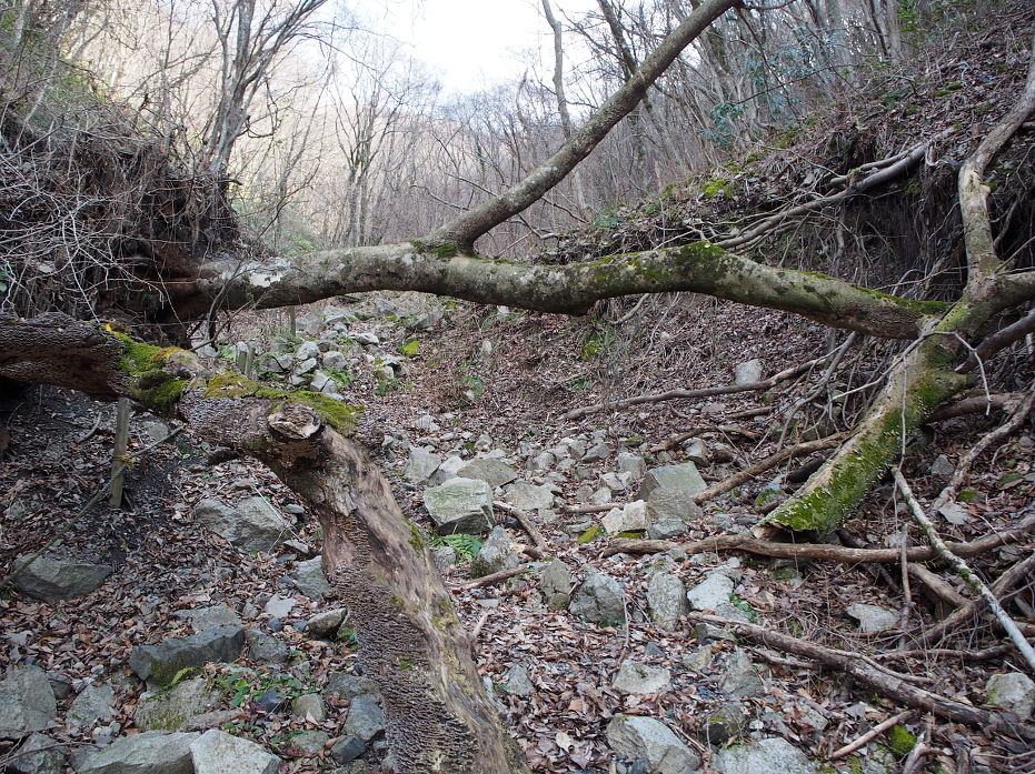 十種ヶ峰190116.JPG